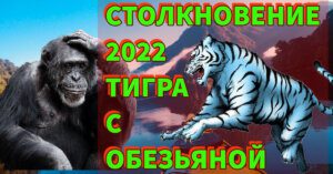 Главное столкновение 2022 года Тигра с Обезьяной